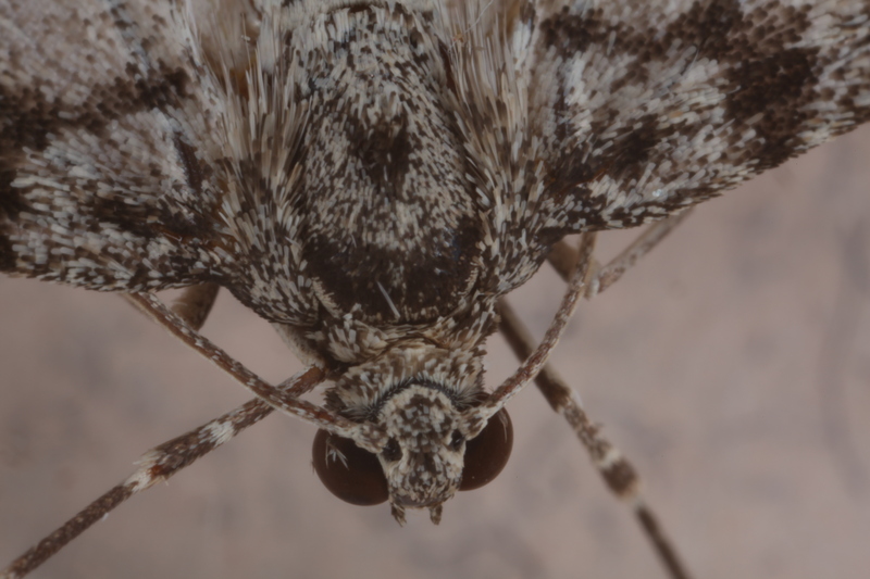 Early Tooth-striped